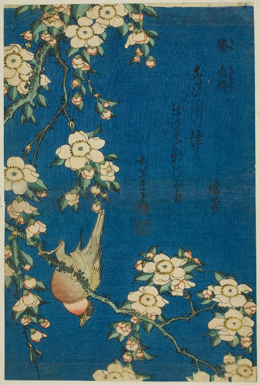 Búzavirág és szomorú cseresznye (Uso, shidarezakura), egy cím nélküli sorozatból, virágok és madarak alkotó: Katsushika Hokusai