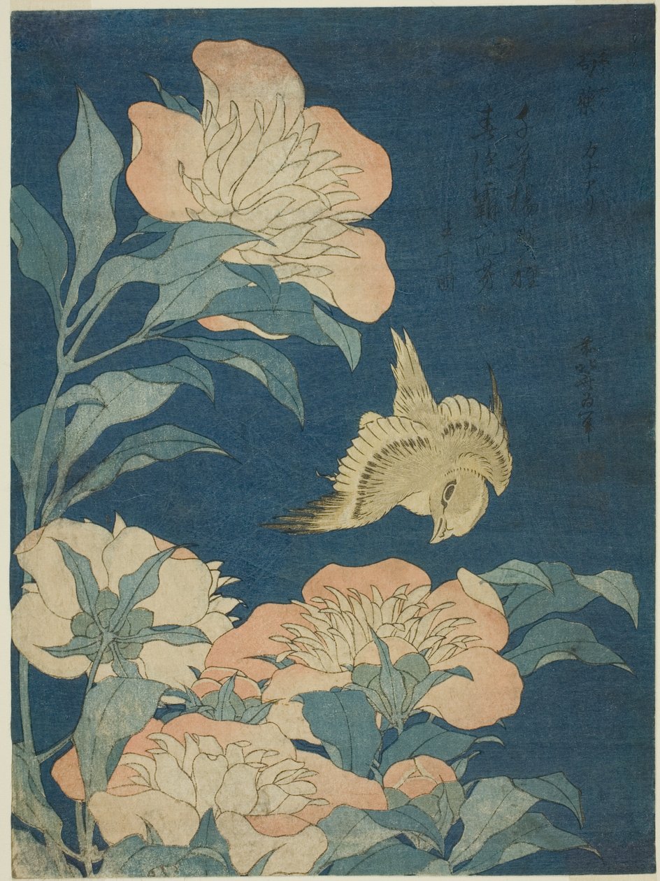 Kanári és bazsarózsa (kanári, shakuyaku), a virágok és madarak cím nélküli sorozatából alkotó: Katsushika Hokusai