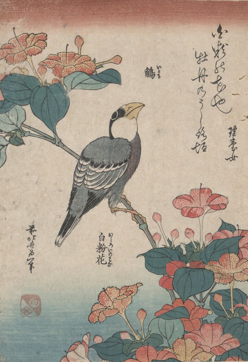 Grosbeak a Mirabilisen, a Small Flowers nevű sorozatból alkotó: Katsushika Hokusai