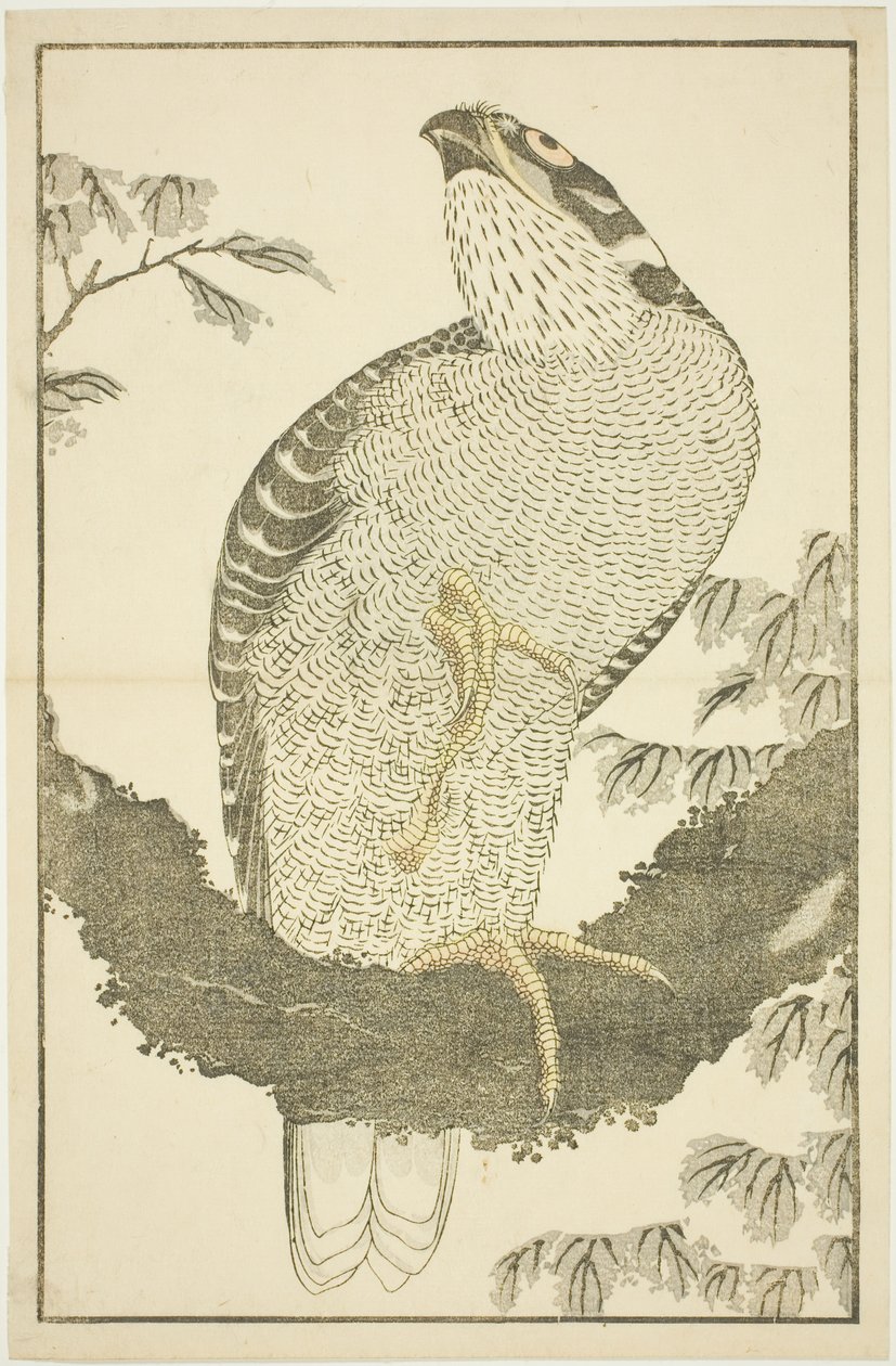 Hawk, Hokusai valósághű festményeinek képeskönyvéből (Hokusai shashin gafu) alkotó: Katsushika Hokusai