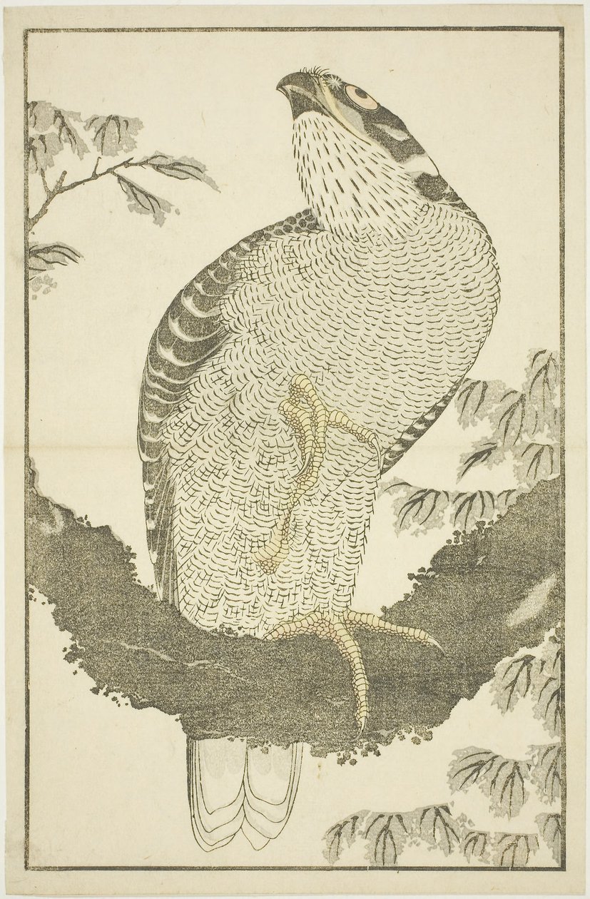 Hawk, Hokusai valósághű festményeinek képeskönyvéből (Hokusai shashin gafu) alkotó: Katsushika Hokusai