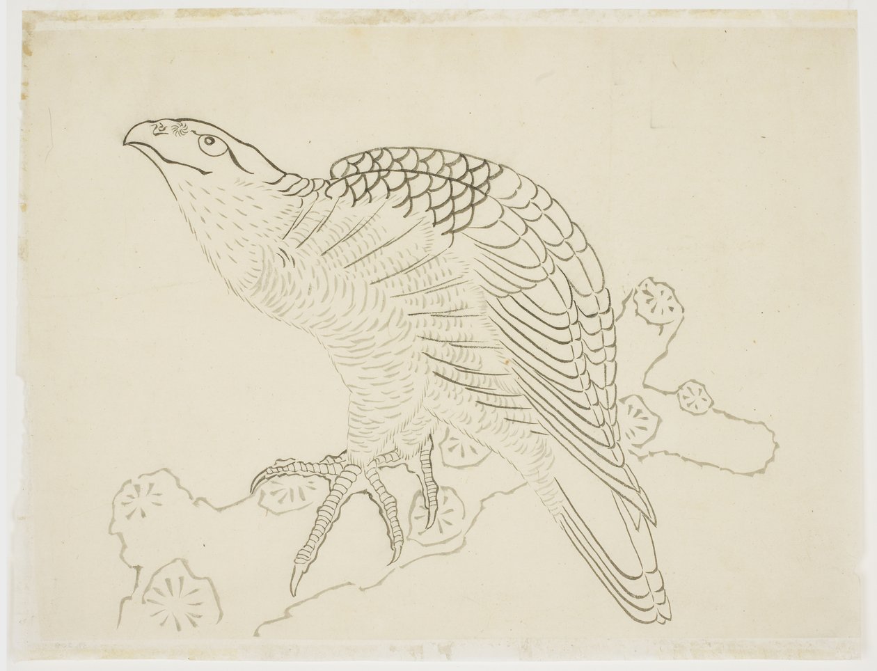 Hawk on a Branch (tanulmány) alkotó: Katsushika Hokusai