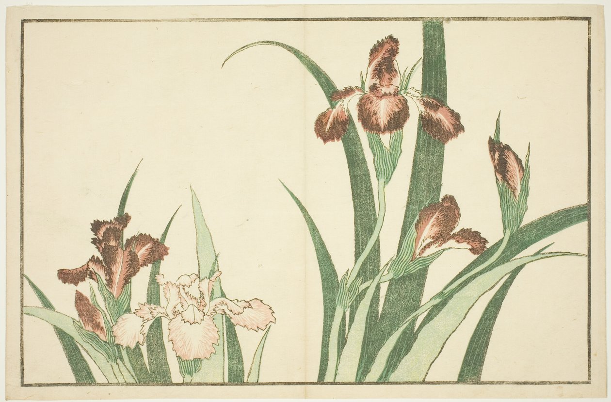Iris, Hokusai valósághű festményeinek képeskönyvéből (Hokusai shashin gafu) alkotó: Katsushika Hokusai
