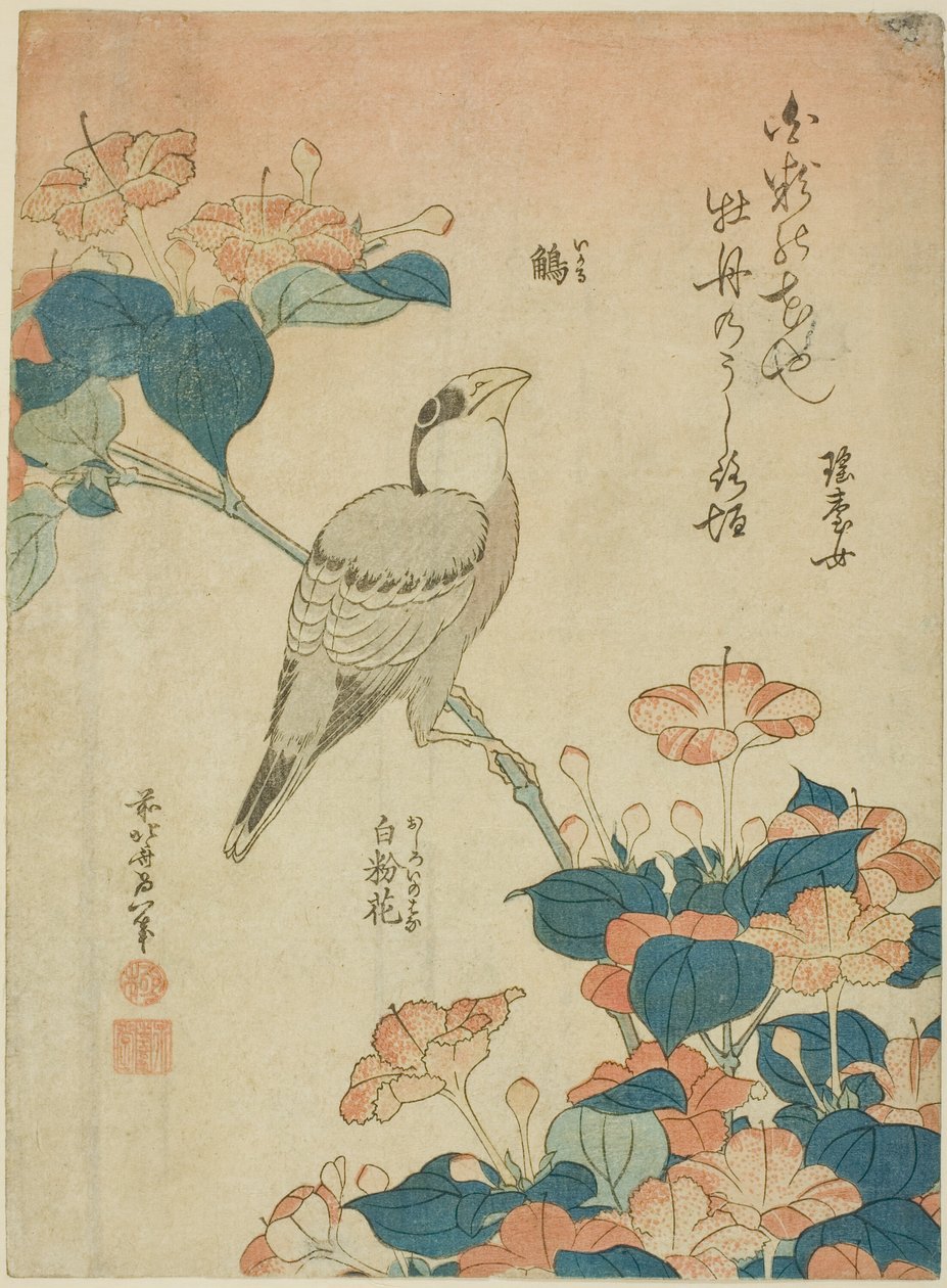 Japán Grosbeak és Marvel of Peru (Ikaru, oshiroi no hana), a virágok és madarak cím nélküli sorozatából alkotó: Katsushika Hokusai