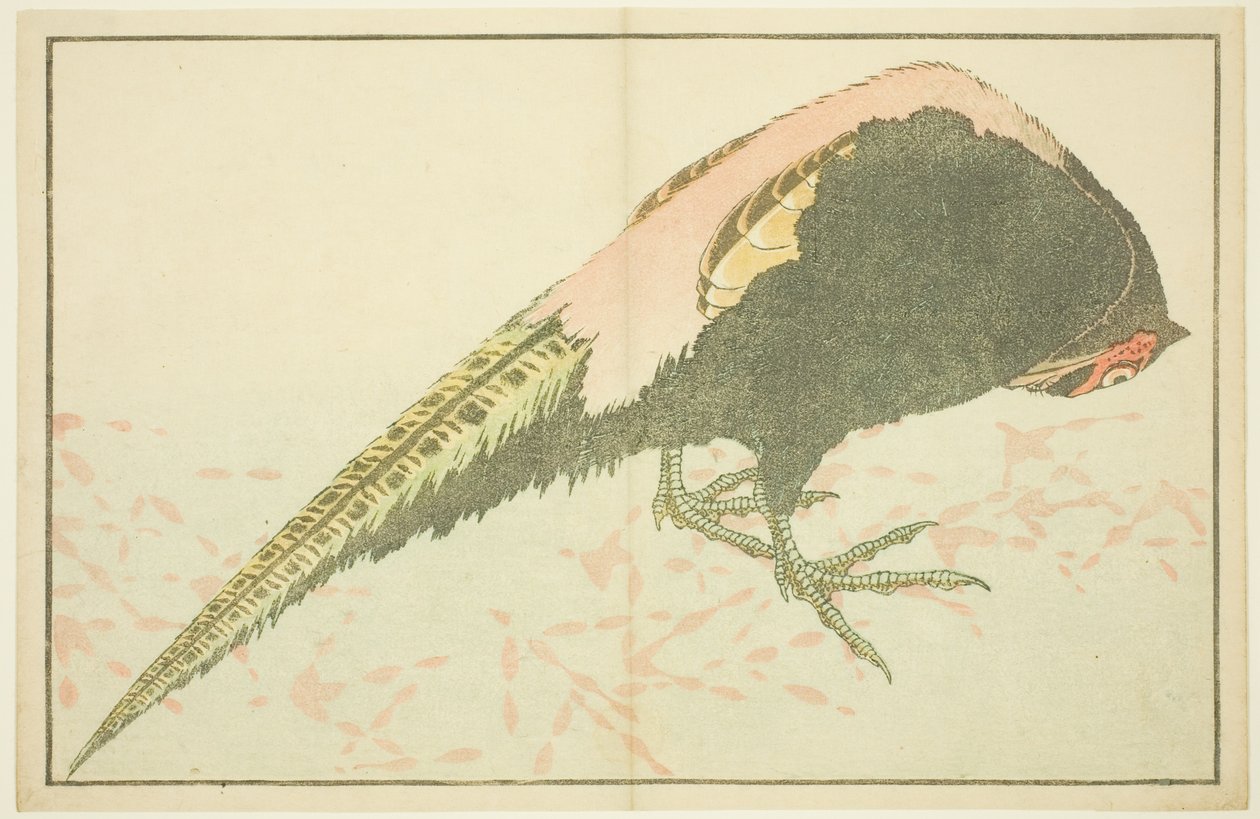 Hím fácán, Hokusai valósághű festményeinek képeskönyvéből (Hokusai shashin gafu) alkotó: Katsushika Hokusai