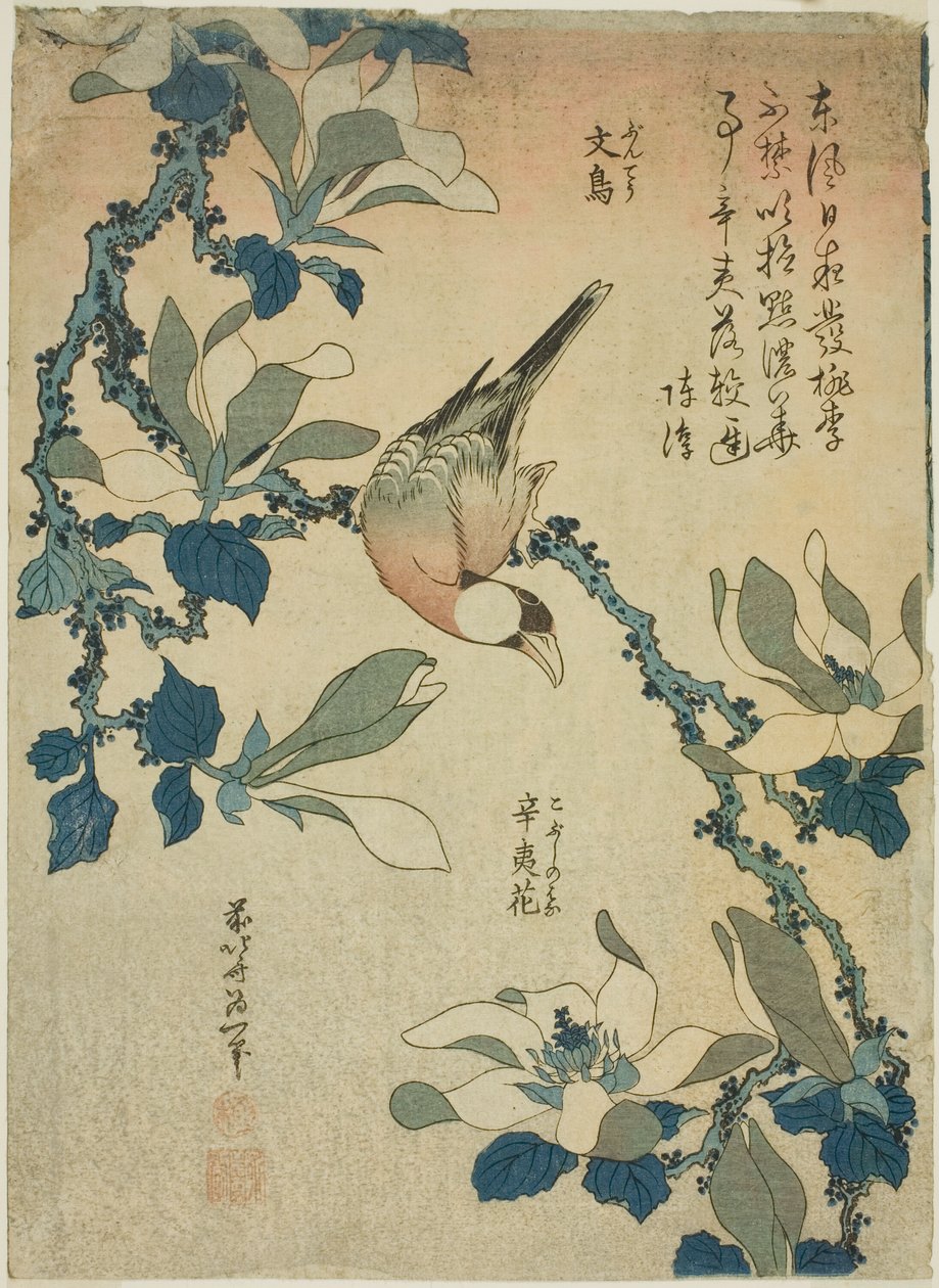 Paddy Bird és Magnolia Flowers (Buncho, kobushi no hana), a virágok és madarak cím nélküli sorozatából alkotó: Katsushika Hokusai