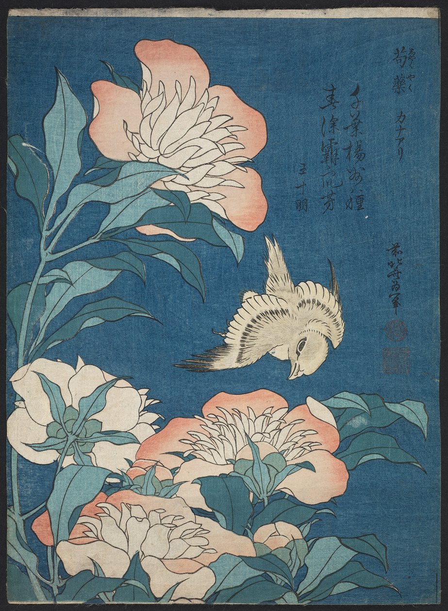 Pünkösdi rózsa és kanári (Shakuyaku, kanaari), a kis virágok néven ismert, névtelen sorozatból alkotó: Katsushika Hokusai