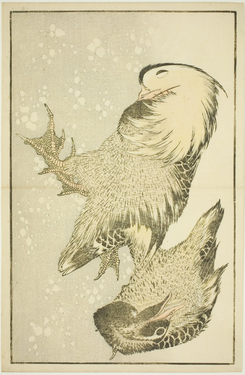 Két vízimadár, Hokusai valósághű festményeinek képeskönyvéből (Hokusai shashin gafu) alkotó: Katsushika Hokusai