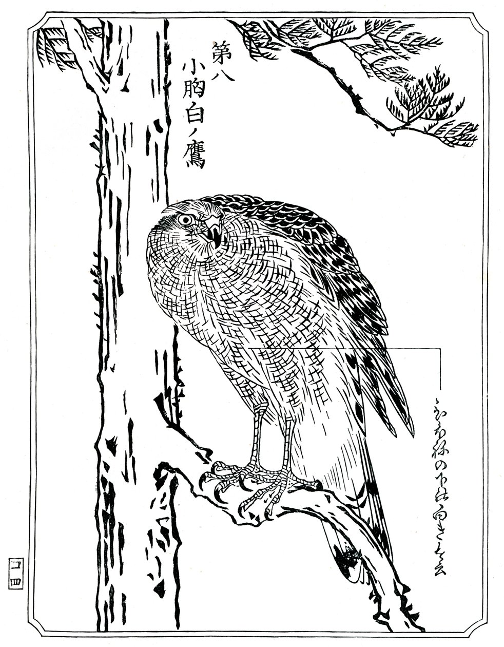 Egy sólyom, 1898. alkotó: Kawanabe Kyosai