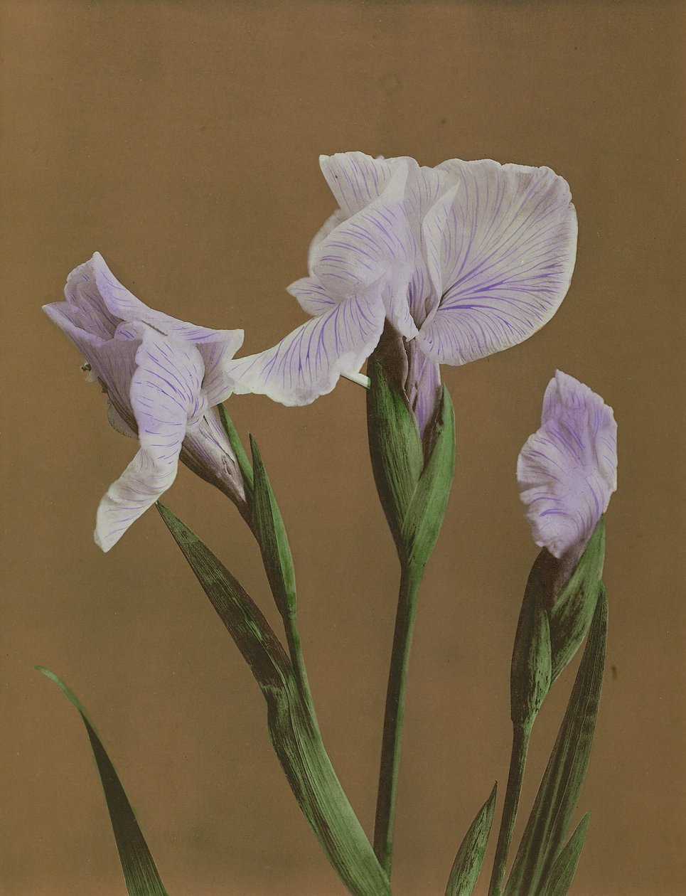 Iris Kaempfer, 1896 (kézzel színezett kollotípus) alkotó: Kazumasa Ogawa
