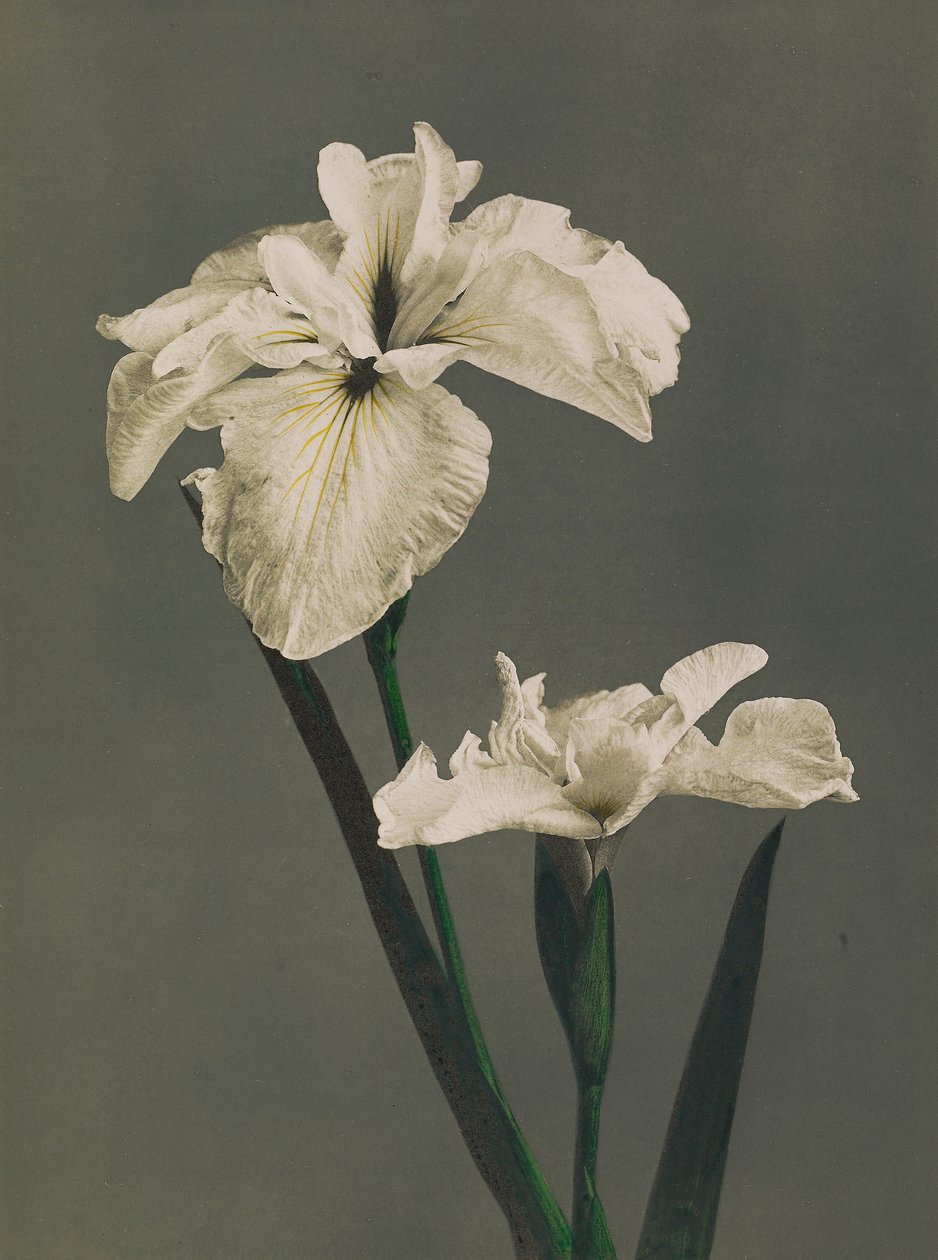 Iris Kaempferi, 1896 (kézzel színezett kollotípus) alkotó: Kazumasa Ogawa