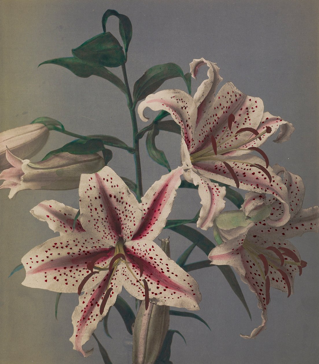 Liliom, 1896 (kézzel színezett kollotípus) alkotó: Kazumasa Ogawa