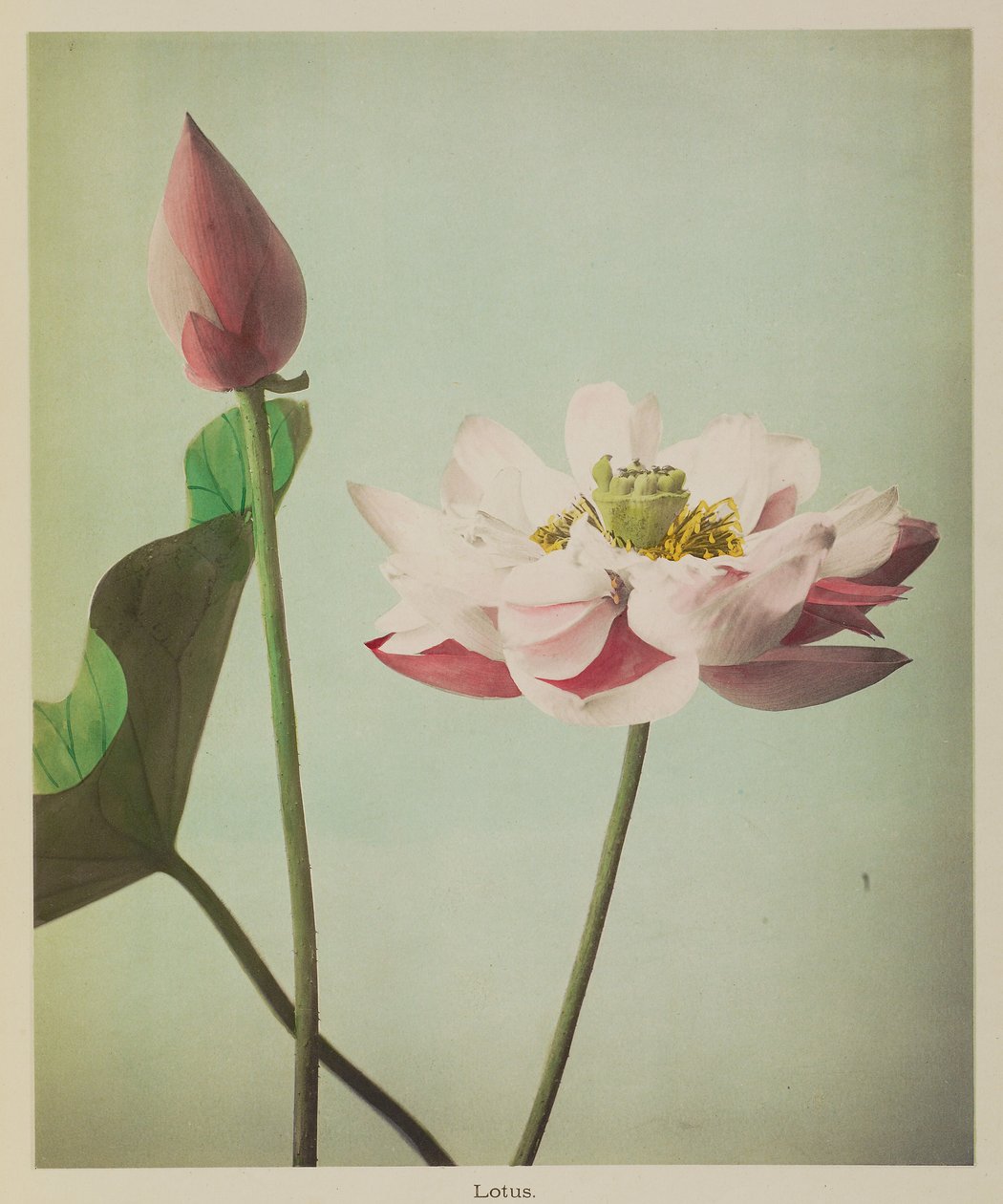 Lotus alkotó: Kazumasa Ogawa