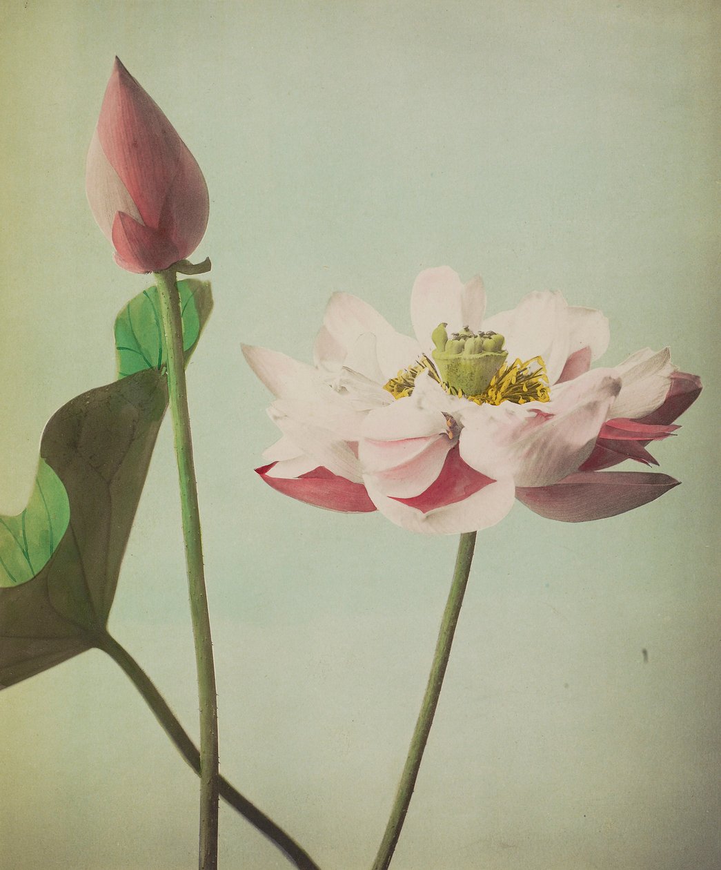 Lotus, 1896 (kézzel színezett kollotípus) alkotó: Kazumasa Ogawa