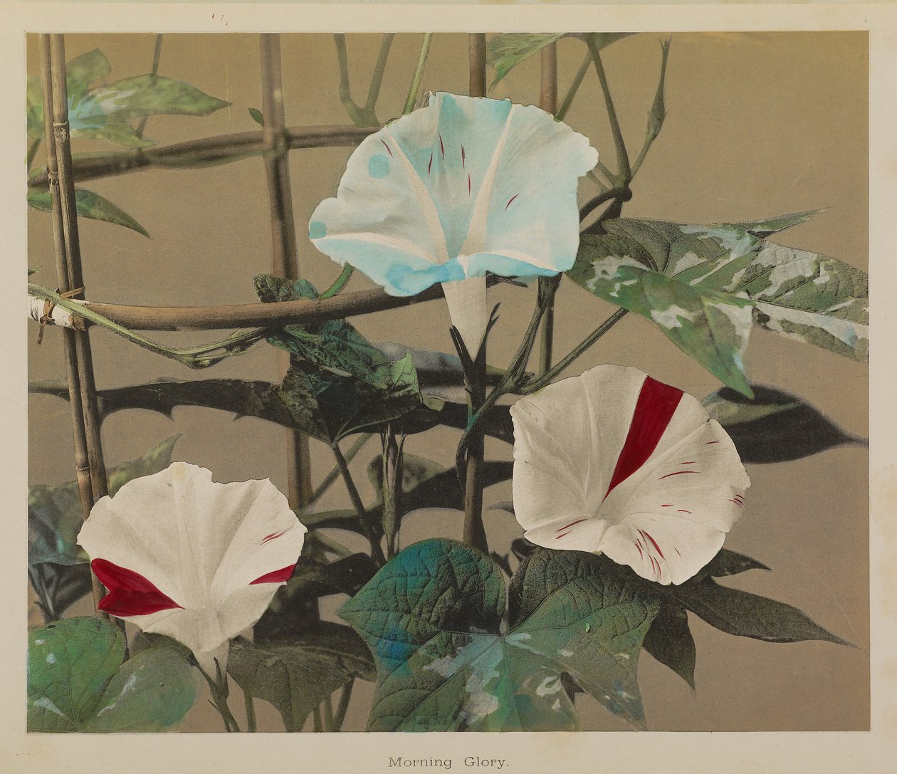 Morning Glory alkotó: Kazumasa Ogawa