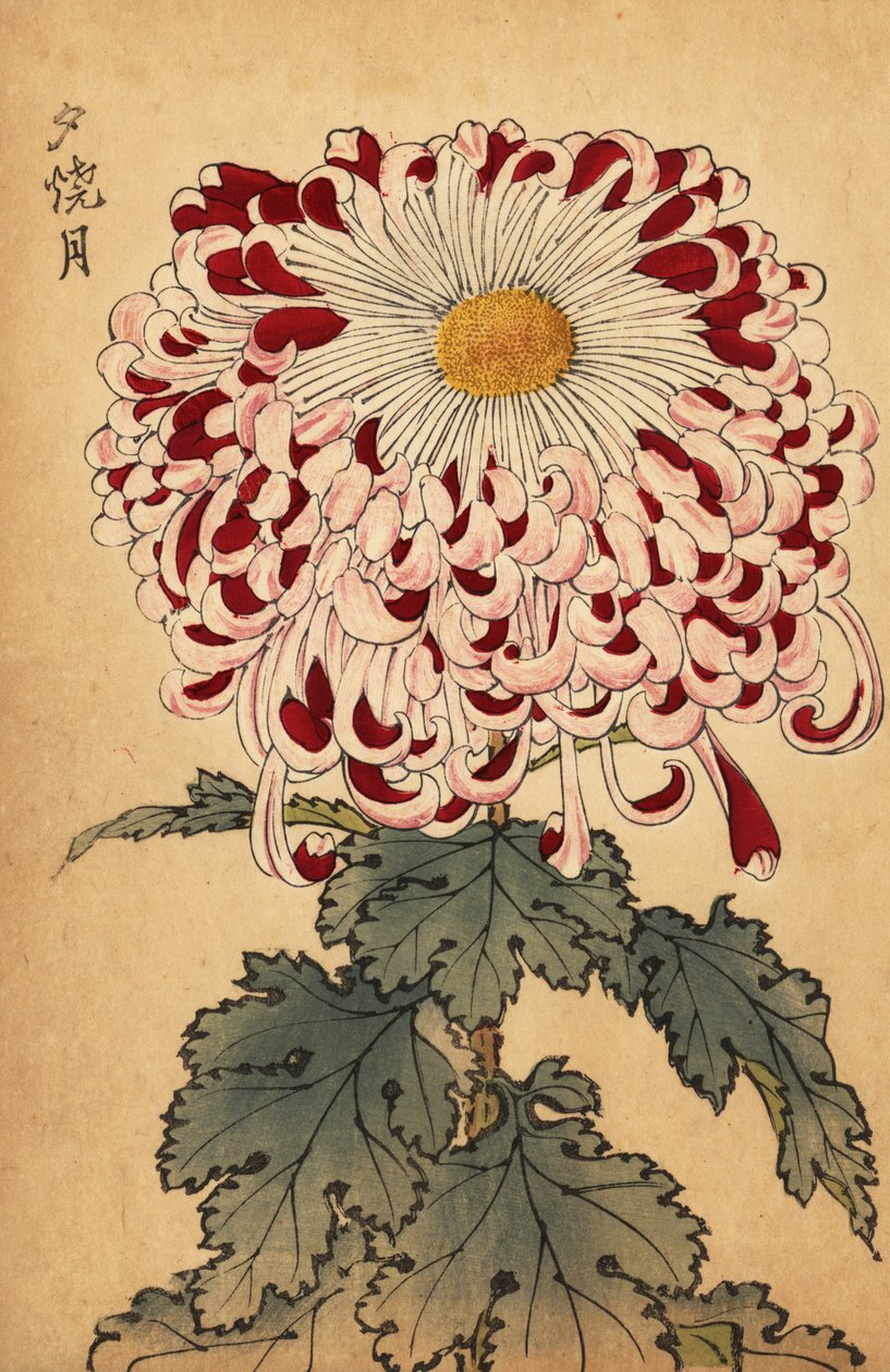 Hibrid bíbor és fehér kanál krizantém.,1893 (metszet) alkotó: Keika Hasegawa
