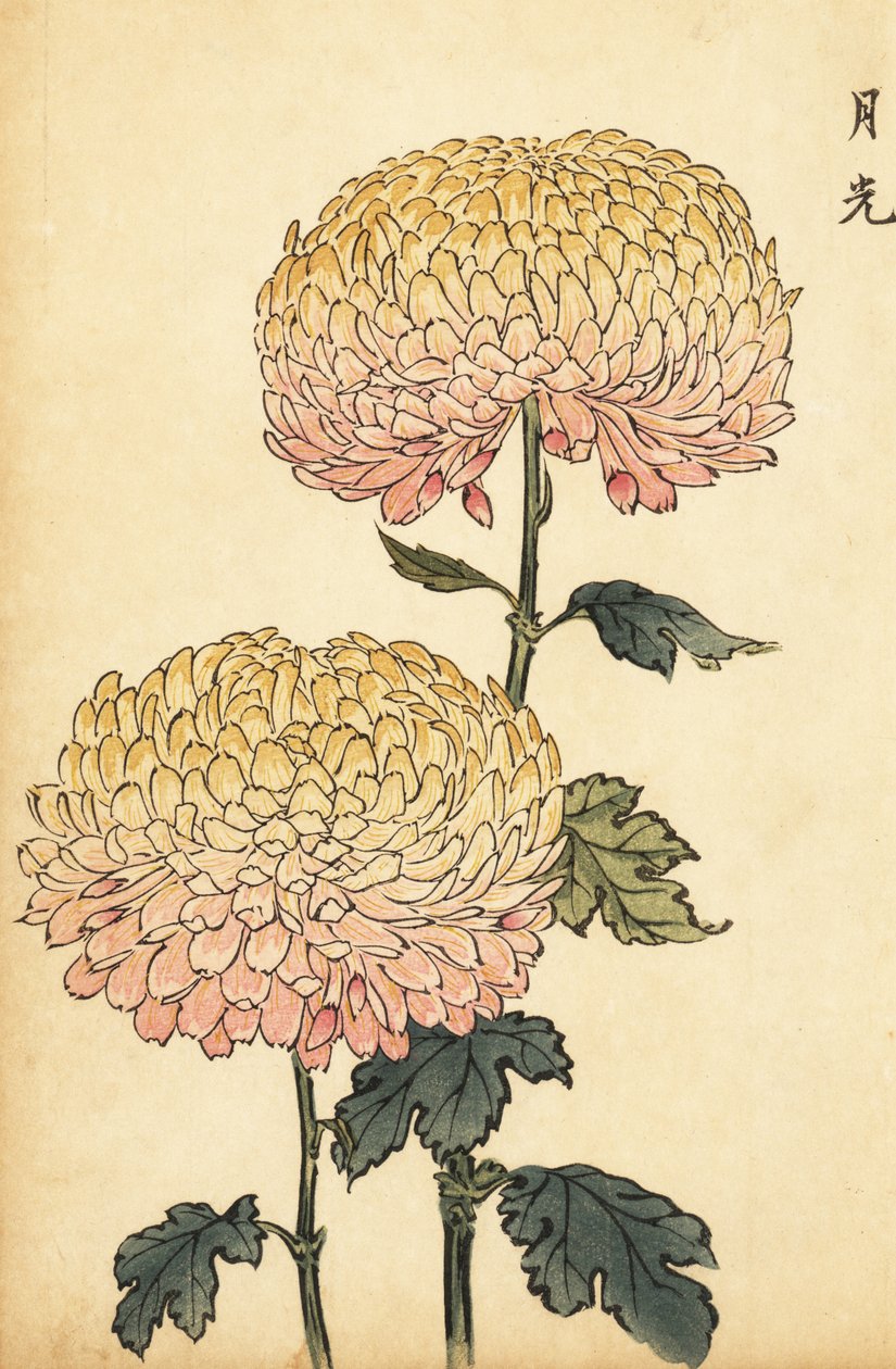 Hibrid arany és rózsaszín pompon krizantém.,1893 (metszet) alkotó: Keika Hasegawa