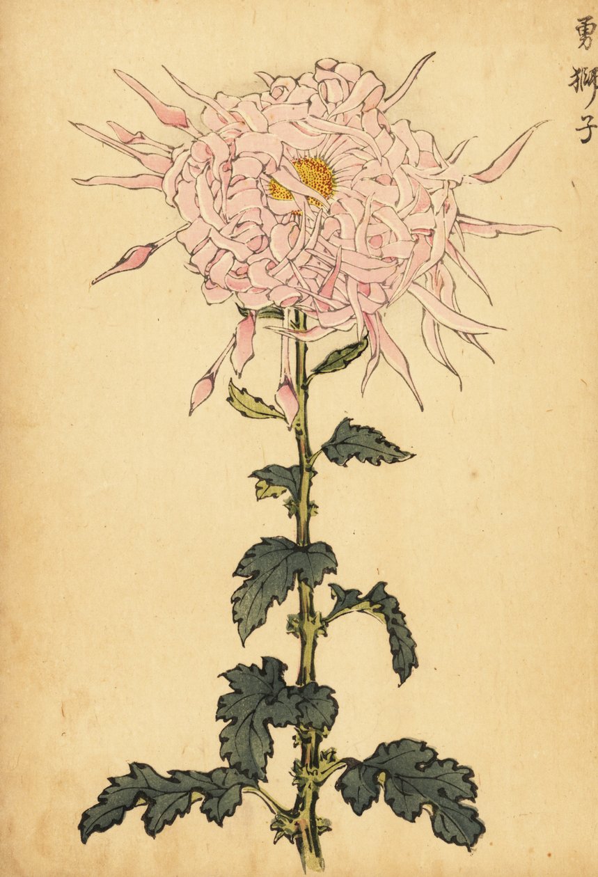 Hibrid rózsaszín pók krizantém.,1893 (metszet) alkotó: Keika Hasegawa