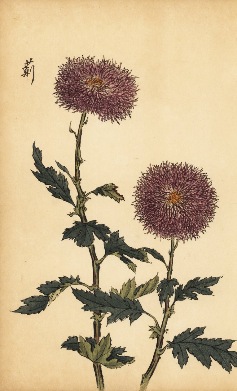 Hibrid lila krizantém.,1893 (metszet) alkotó: Keika Hasegawa