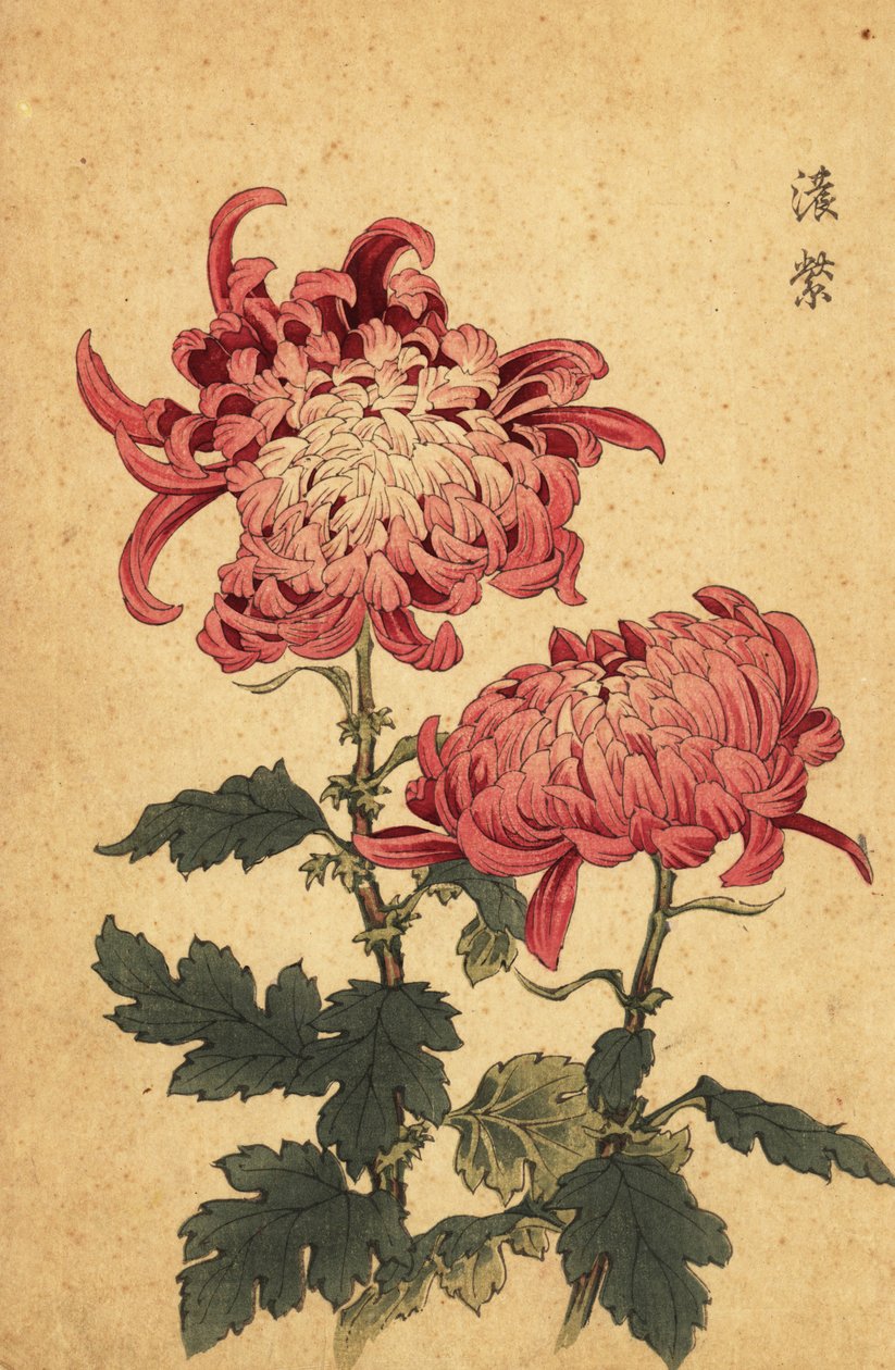 Hibrid lazac-rózsaszín krizantém.,1893 (metszet) alkotó: Keika Hasegawa