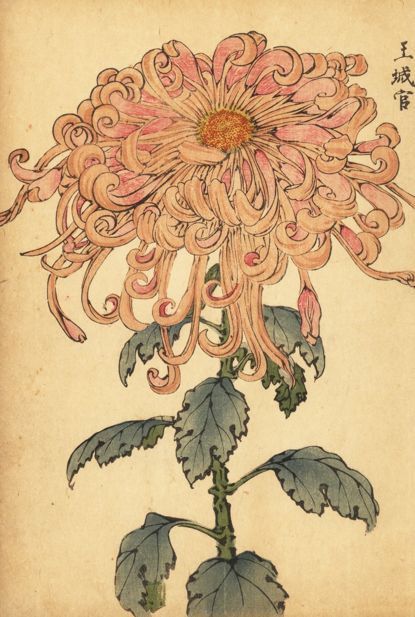 Hibrid lazac-rózsaszín krizantém fodros szirmokkal.,1893 (metszet) alkotó: Keika Hasegawa