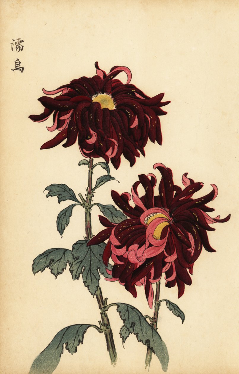 Hibrid tarka bíbor és rózsaszín krizantém.,1893 (metszet) alkotó: Keika Hasegawa