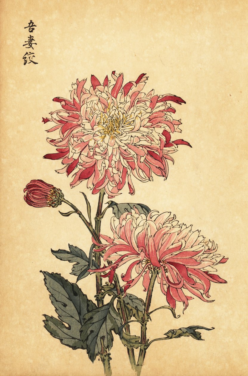Hibrid tarka fehér és rózsaszín krizantém.,1893 (metszet) alkotó: Keika Hasegawa