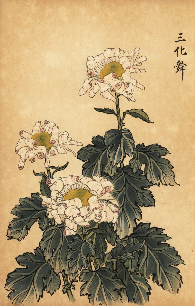 Hibrid fehér és rózsaszín krizantém.,1893 (metszet) alkotó: Keika Hasegawa