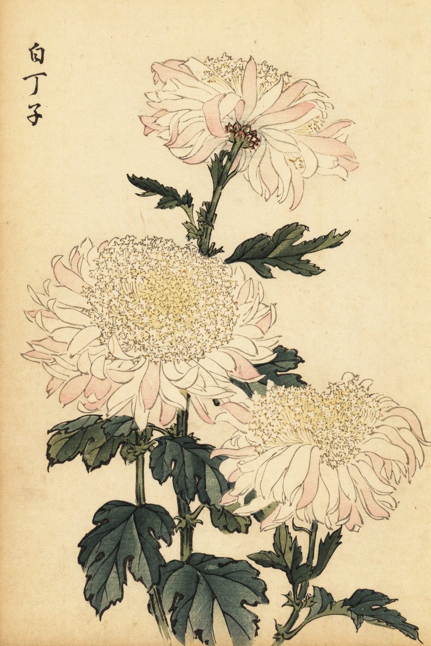 Hibrid fehér és rózsaszín krizantém.,1893 (metszet) alkotó: Keika Hasegawa