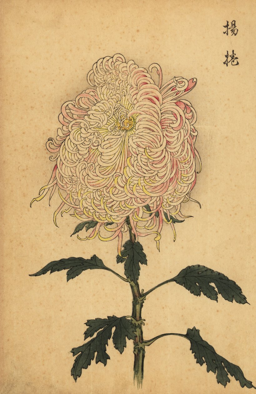 Hibrid fehér és rózsaszín tollkrizantém.,1893 (metszet) alkotó: Keika Hasegawa