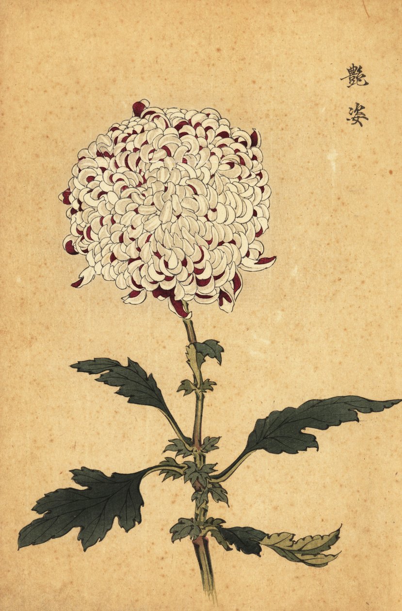 Hibrid fehér és lila pompon krizantém.,1893 (metszet) alkotó: Keika Hasegawa