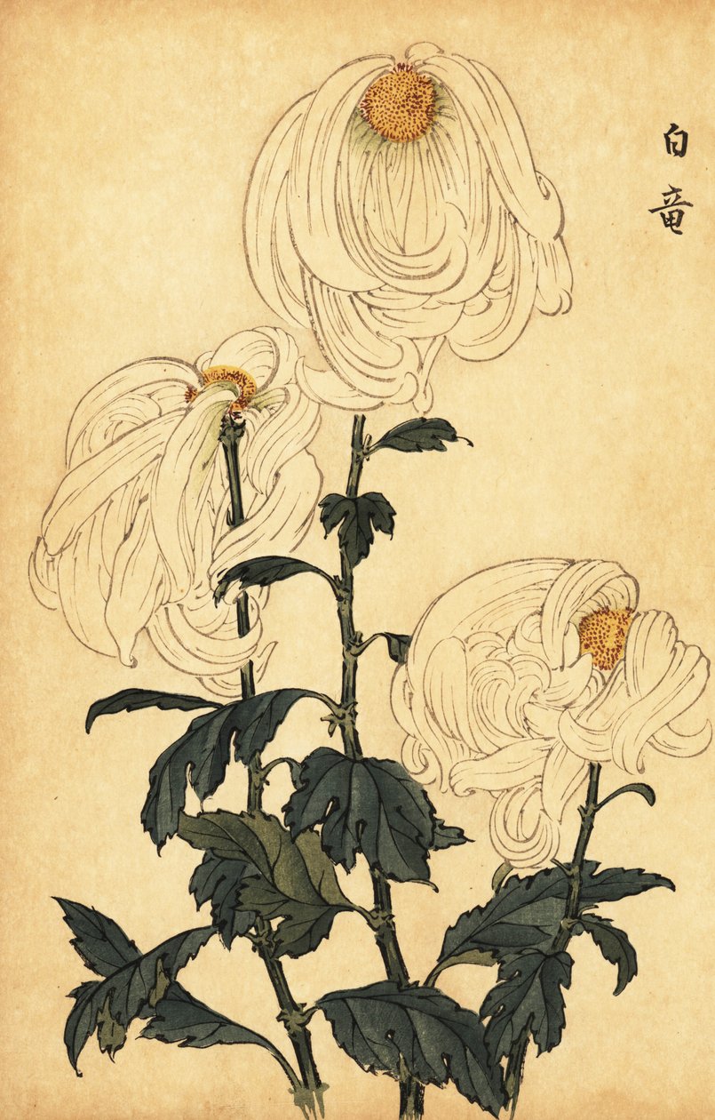 Hibrid fehér krizantém.,1893 (metszet) alkotó: Keika Hasegawa