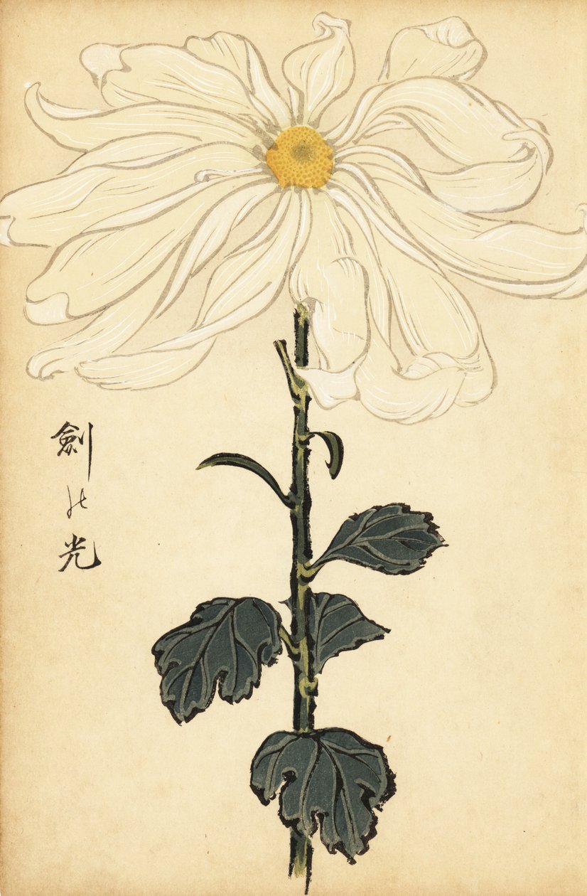 Hibrid fehér krizantém.,1893 (metszet) alkotó: Keika Hasegawa