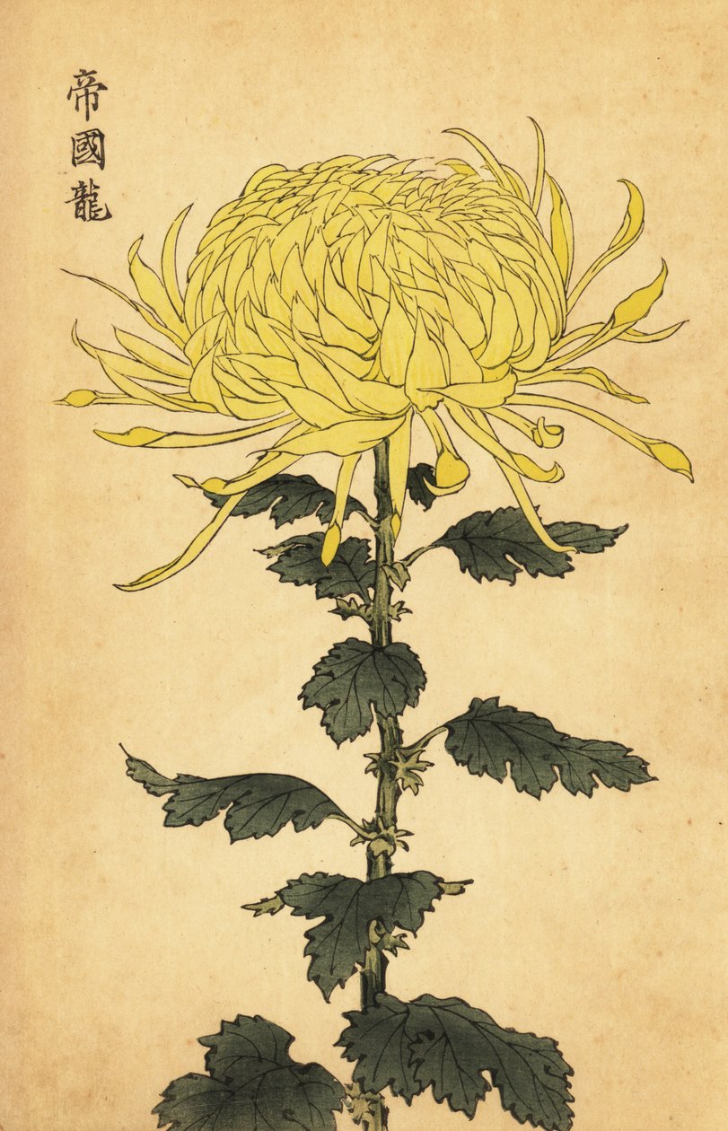 Hibrid sárga krizantém.,1893 (metszet) alkotó: Keika Hasegawa