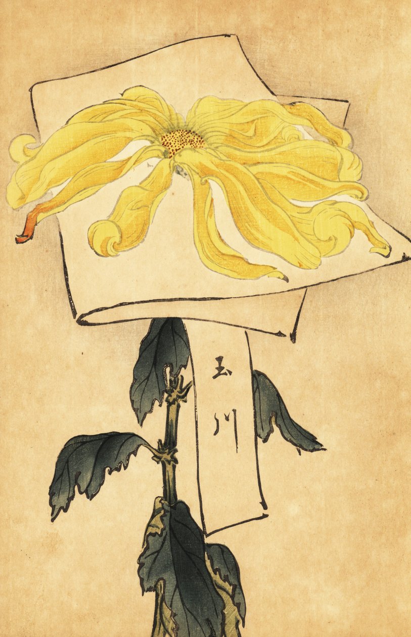 Hibrid sárga krizantém, Chrysanthemum indicum. ,1893 (metszet) alkotó: Keika Hasegawa