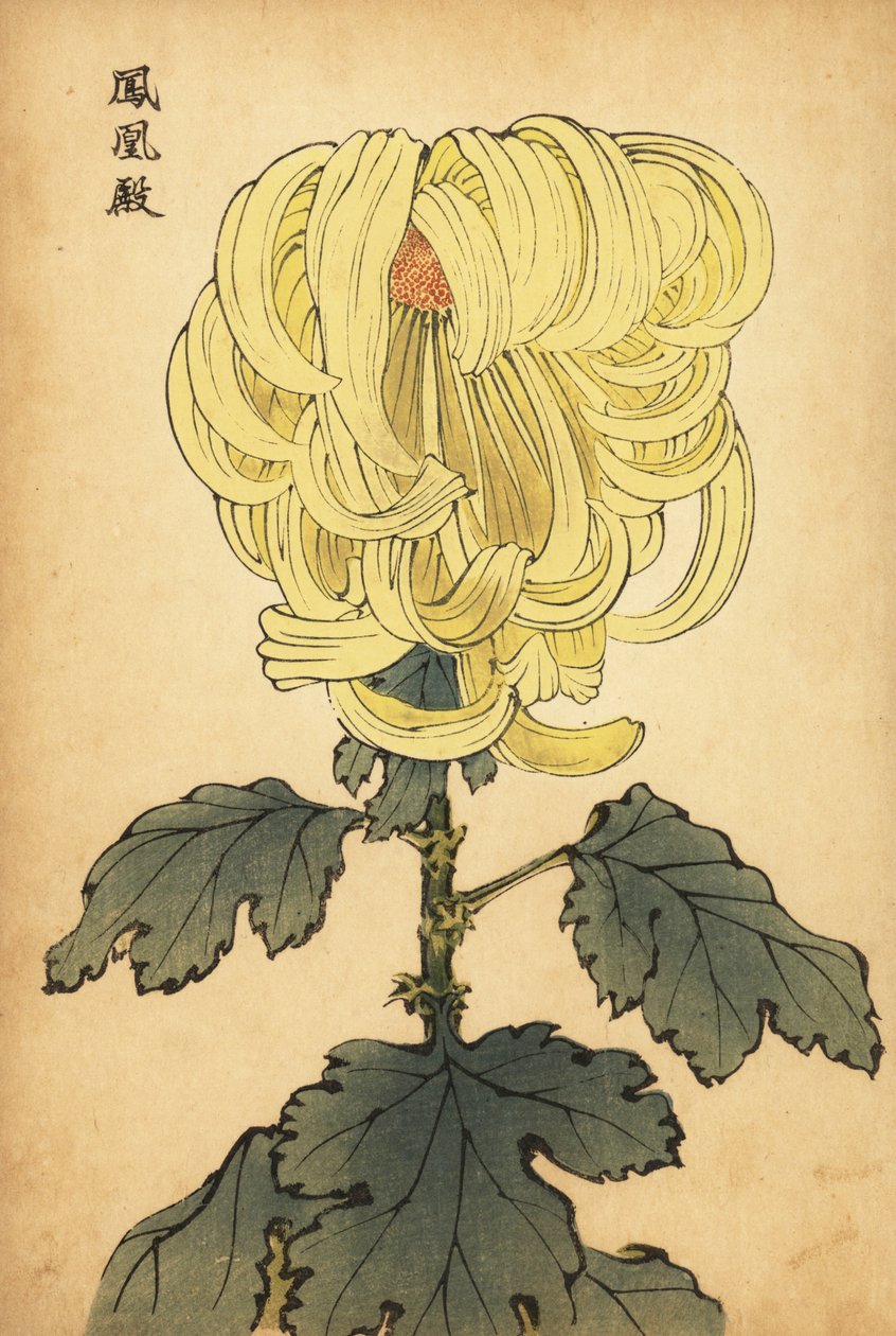 Hibrid sárga ívű krizantém.,1893 (metszet) alkotó: Keika Hasegawa