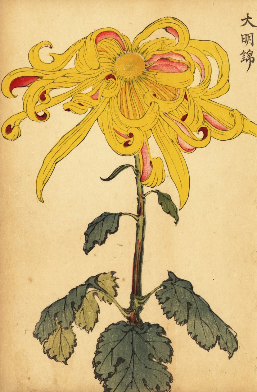 Hibrid sárga, szabálytalan krizantém.,1893 (metszet) alkotó: Keika Hasegawa