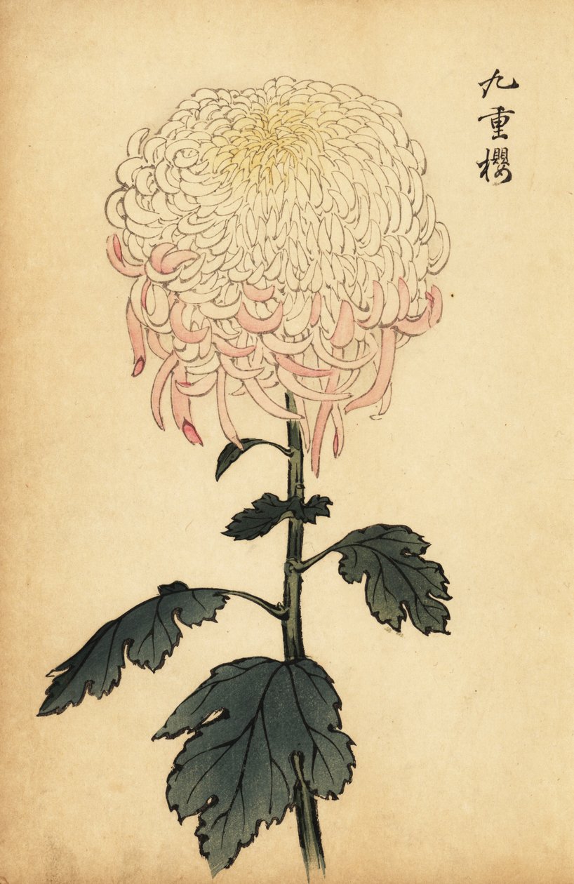 Tarka fehér és rózsaszín krizantém.,1893 (metszet) alkotó: Keika Hasegawa