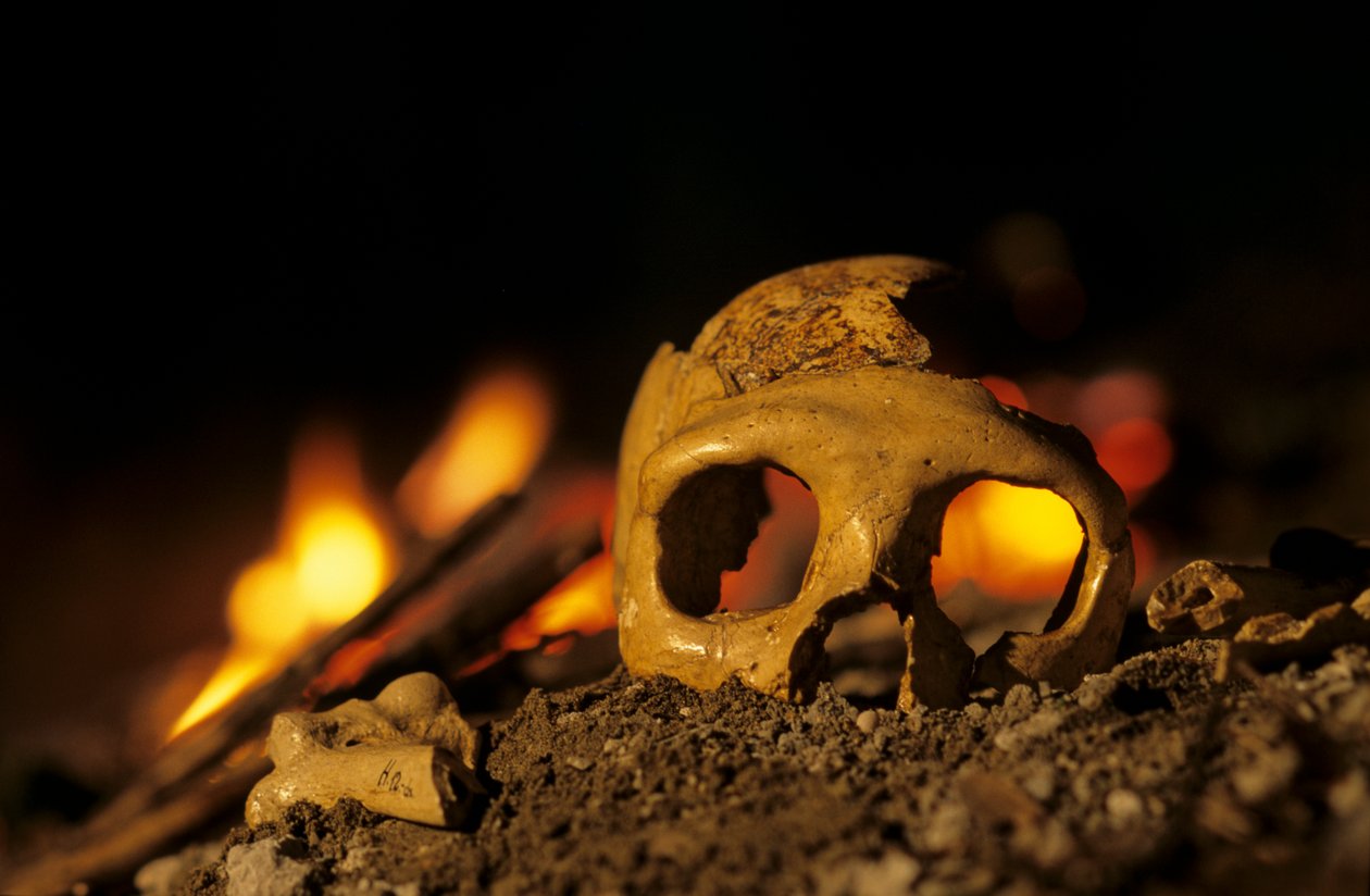 DOH; 130.000 éves neandervölgyiek, női koponya, Krapina 3, Krapina barlang, Balkán alkotó: Kenneth Garrett