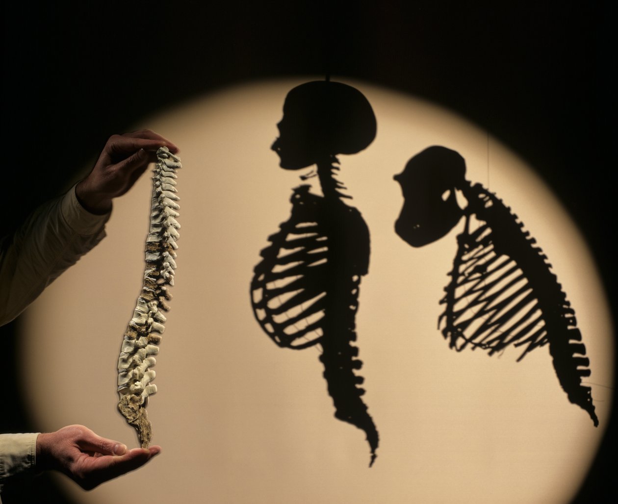 DOH, Az első lépések, gerinc rekonstrukció, Bruce Latimer, Cleveland Museum of Natura... alkotó: Kenneth Garrett
