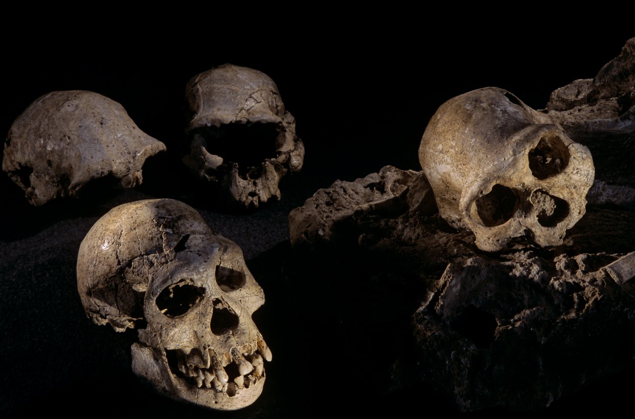 Négy koponya Dmanisi,Dmanisi, Grúzia Homo Erectus lelőhelyről alkotó: Kenneth Garrett