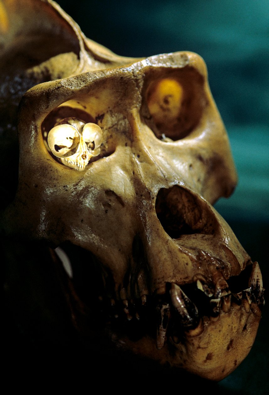 Homo Erectus, Gorilla és Tarsier, Legnagyobb és legkisebb főemlősök, Bruce Latimer laboratóriuma... alkotó: Kenneth Garrett
