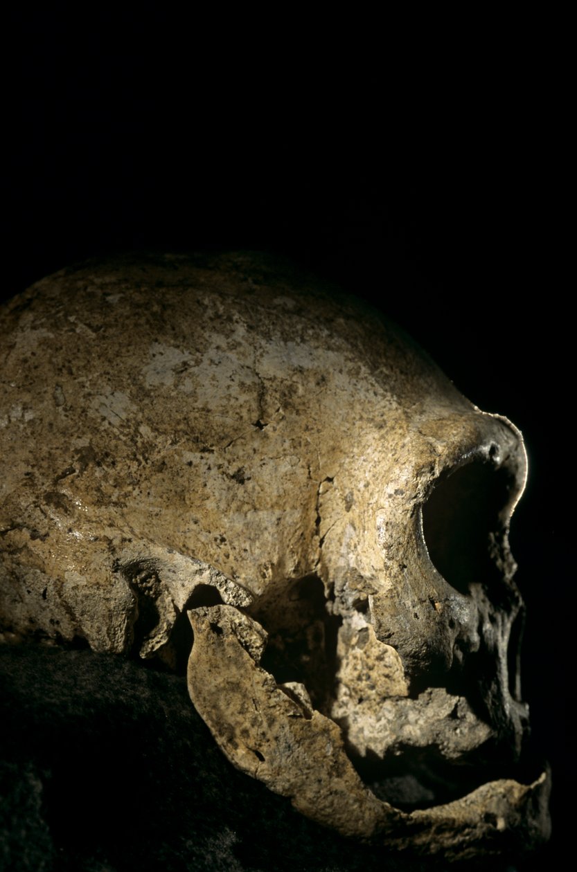 Homo erectus koponya, fogatlan, Dmanisi, Grúzia Homo erectus lelőhely alkotó: Kenneth Garrett