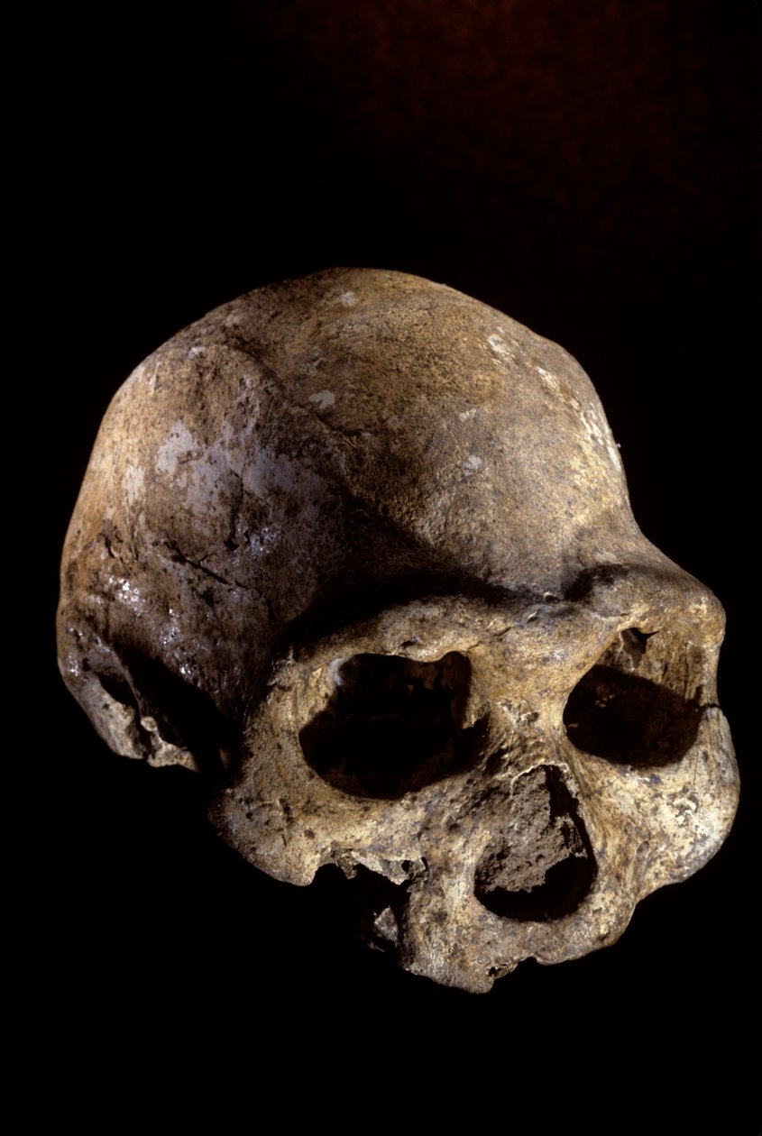 Homo erectus koponya, fogatlan, Dmanisi, Grúzia Homo erectus lelőhely alkotó: Kenneth Garrett