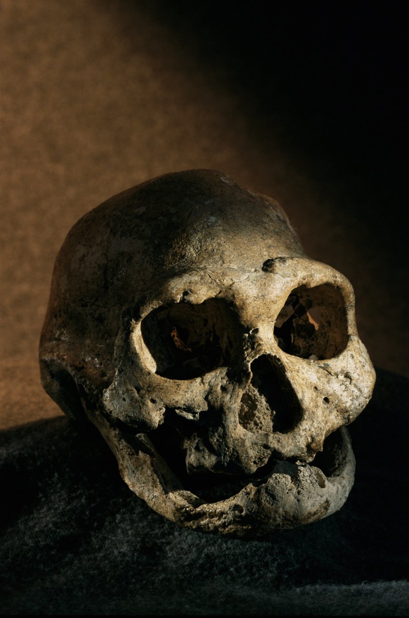 Homo erectus koponya, fogatlan, Dmanisi, Grúzia Homo erectus lelőhely alkotó: Kenneth Garrett