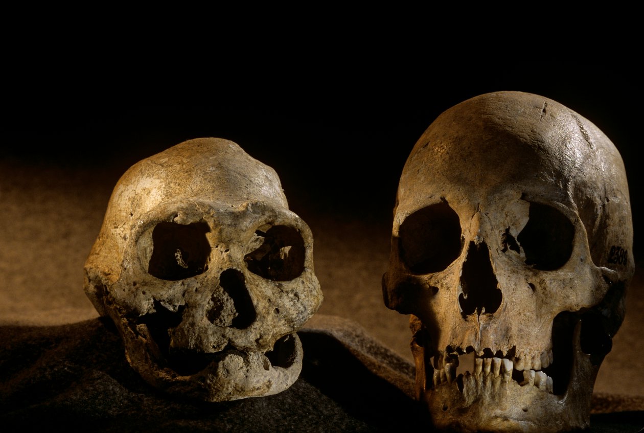 Homo erectus koponya, fogatlan és modern emberi koponya, Dmanisi alkotó: Kenneth Garrett