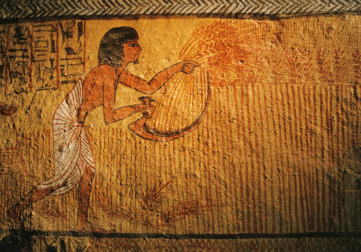 Búza aratását ábrázoló festmény, Sennedjem sírja, Deir el Medina, 2003 (fotó) alkotó: Kenneth Garrett