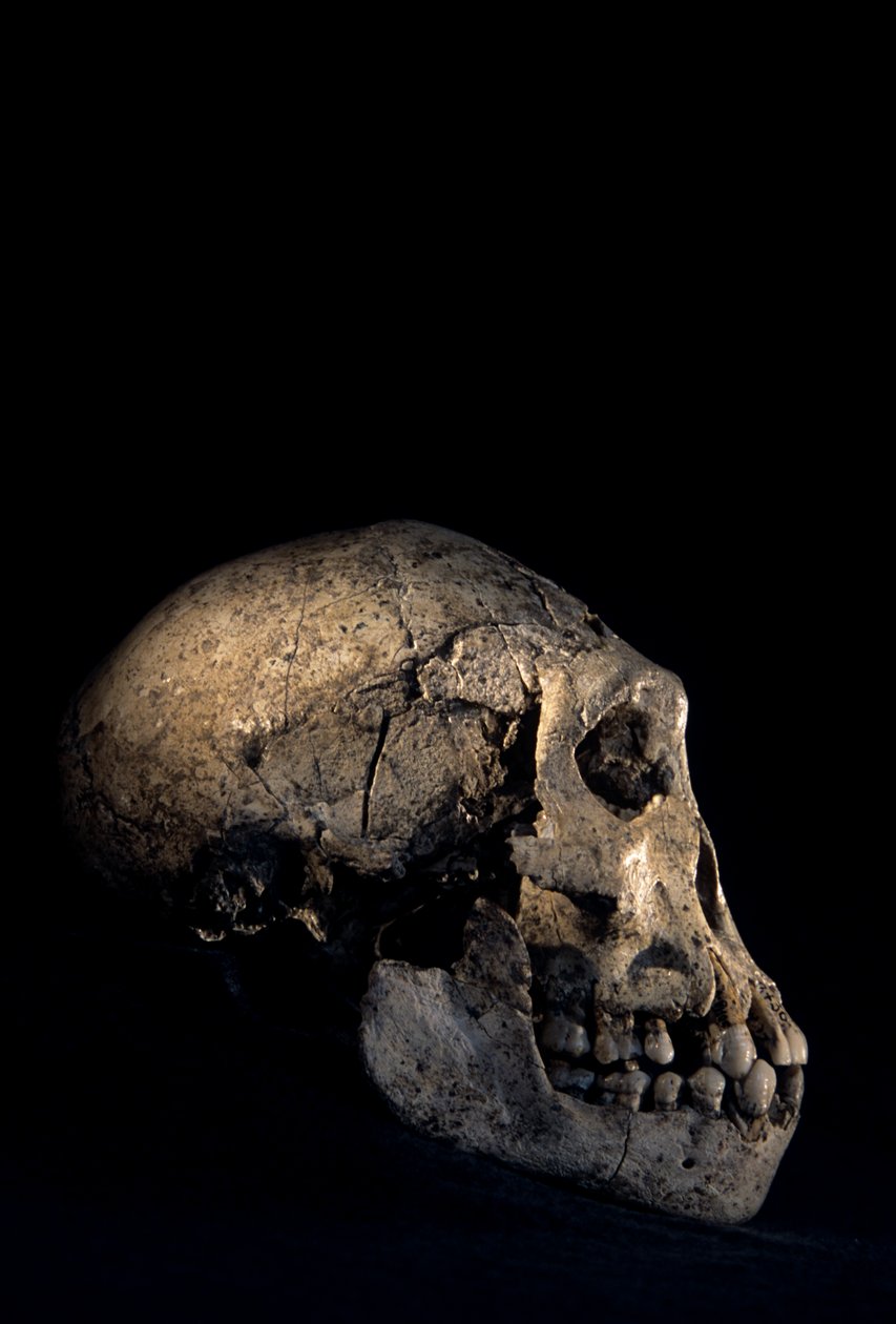 Dmanisi, Dmanisi, Grúzia, Homo erectus lelőhelyen talált koponya alkotó: Kenneth Garrett