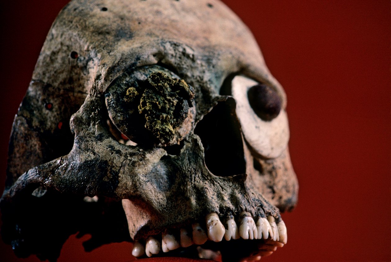 Koponya reszelt fogakkal, azték, Mexikó, Templo Mayor, 2010 (fotó) alkotó: Kenneth Garrett