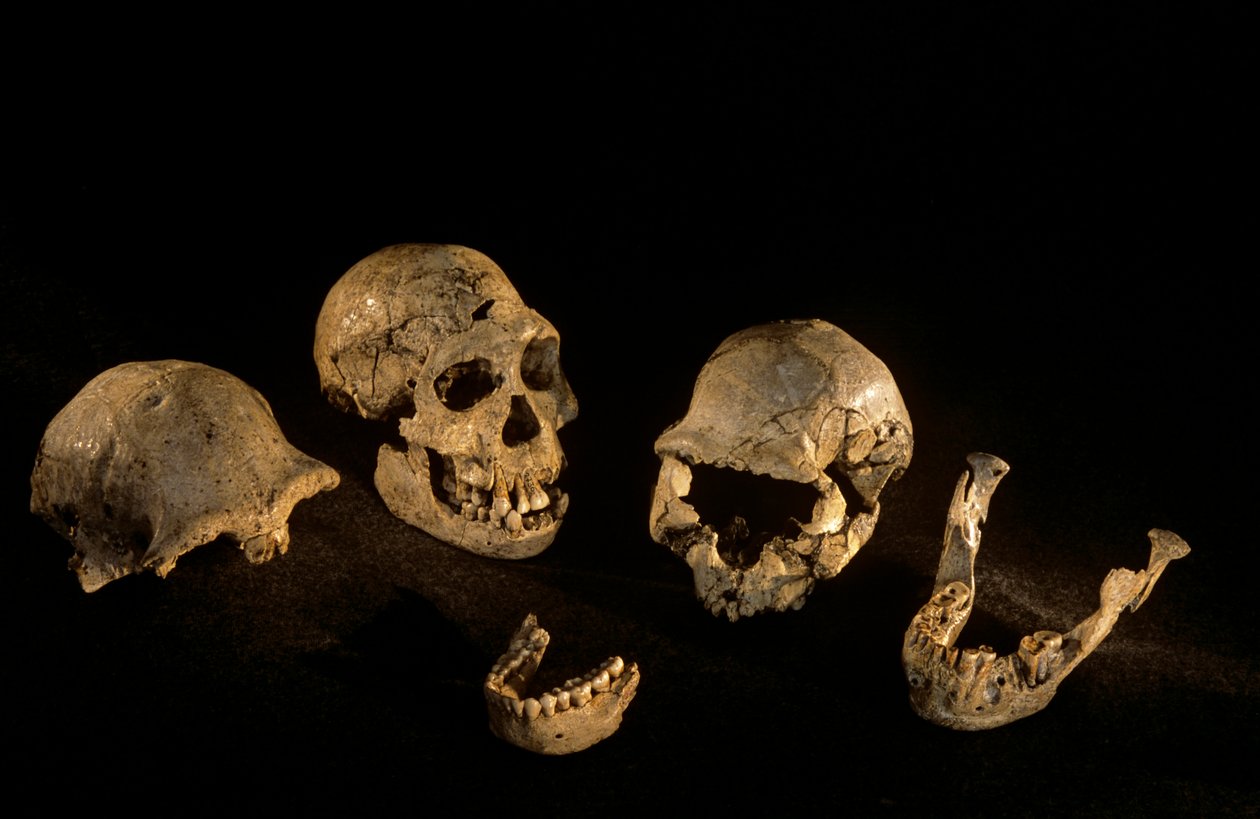 Koponyák és állkapocscsontok Dmanisi, Dmanisi, Grúzia Homo Erectus lelőhelyről alkotó: Kenneth Garrett